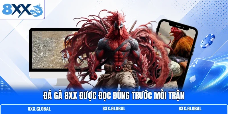 Đá gà 8XX được đọc đúng trước mỗi trận